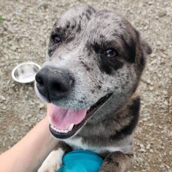 Rescue Mixed Breed Dogs for Adoption in Tioga, Pennsylvania - Travis | PetCurious