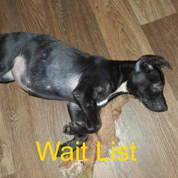Floppy -  Black Labrador Retriever and Siberian Husky Dog for Adoption in Livingston, Texas - Floppy | PetCurious