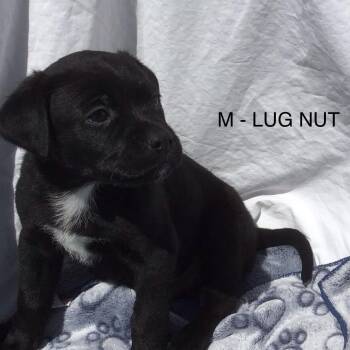 Lug Nut -  Mixed Breed Dog for Adoption in Calgary, Alberta - Lug Nut | PetCurious