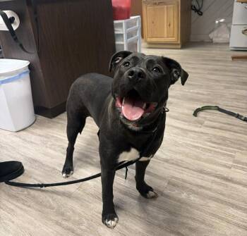Mixed Breed Dogs Available for Adoption - Tugboat | PetCurious