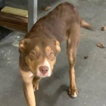Nico -  Husky and German Shepherd Dog Dog for Adoption in Vale, North Carolina - Nico | PetCurious