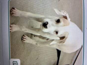 Rescue Labrador Retriever Dogs for Adoption in Indiana, Pennsylvania - Acorn | PetCurious