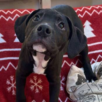 Mixed Breed Dogs Available for Adoption - Gus | PetCurious