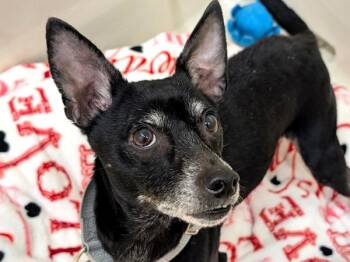 Miniature Pinscher Dogs Available for Adoption - Chloe | PetCurious