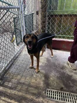 Rescue Beagle Dogs for Adoption in Marietta, Georgia - Piper | PetCurious