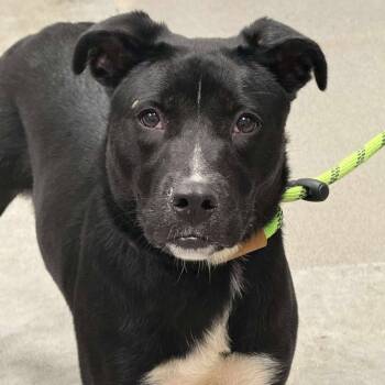 Rescue Pit Bull Terrier and Labrador Retriever Dogs for Adoption in Martinsville, Virginia - Bellarose Bonez | PetCurious