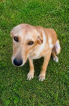 Daisy Gibson -  Labrador Retriever Dog for Adoption in El Dorado, Arkansas - Daisy Gibson | PetCurious