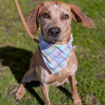 Treeing Walker Coonhound Dogs Available for Adoption - Rosemary | PetCurious