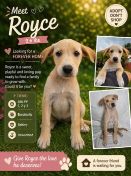 Retriever Dogs Available for Adoption in Jenkintown, Pennsylvania - Royce | PetCurious