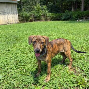 Jellybeans -  Mixed Breed Dog for Adoption in Mebane, North Carolina - Jellybeans | PetCurious