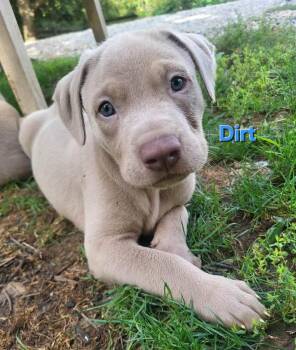 Dirt -  Labrador Retriever and Pit Bull Terrier Dog for Adoption in Pottstown, Pennsylvania - Dirt | PetCurious