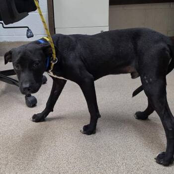 Wilson -  Pit Bull Terrier Dog for Adoption in Ardmore, Oklahoma - Wilson | PetCurious