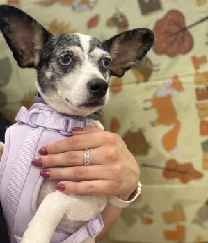 Radar -  Jack Russell Terrier and Chihuahua Dog for Adoption in Savannah, Georgia - Radar | PetCurious