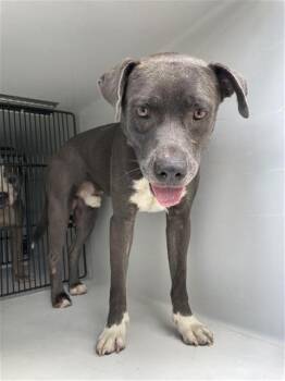APOLLO -  Pit Bull Terrier Dog for Adoption in Houston, Texas - APOLLO | PetCurious
