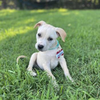 Goldwing -  Pit Bull Terrier Dog for Adoption in Wake Forest, North Carolina - Goldwing | PetCurious
