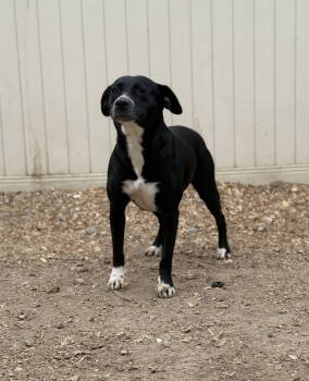 Rescue Border Collie and Black Labrador Retriever Dogs for Adoption in Corning, Arkansas - Boots | PetCurious