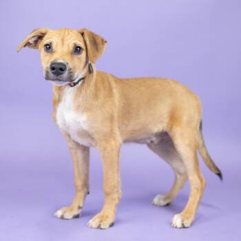 Ritz -  Mixed Breed Dog for Adoption in Portland, Oregon - Ritz | PetCurious