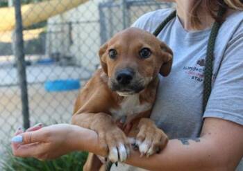 Retriever and Mixed Breed Dogs Available for Adoption in Brunswick, Georgia - Talladega | PetCurious