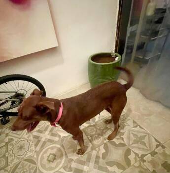 Sara -  Chocolate Labrador Retriever Dog for Adoption in Ardara, Pennsylvania - Sara | PetCurious