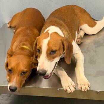 Rockstar -  Beagle and Mixed Breed Dog for Adoption in Hattiesburg, Mississippi - Rockstar | PetCurious
