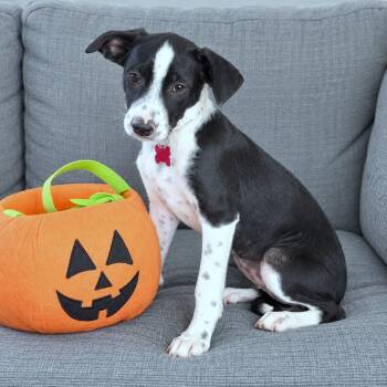 Vida -  Chihuahua and Mixed Breed Dog for Adoption in Boerne, Texas - Vida | PetCurious