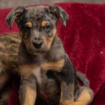 Flash the Wonder Dog -  Mixed Breed Dog for Adoption in Park City, Utah - Flash The Wonder Dog | PetCurious