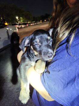 Terrier Dogs Available for Adoption in San Antonio, Texas - POTATO | PetCurious