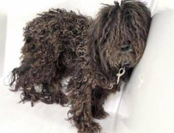 Giant Schnauzer Dogs Available for Adoption in Houston, Texas - DJ MURPHY | PetCurious