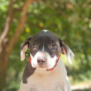 Thalia Grace -  Pit Bull Terrier and Mixed Breed Dog for Adoption in Springfield, Missouri - Thalia Grace | PetCurious
