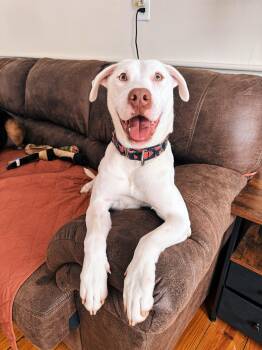 Rescue Labrador Retriever Dogs for Adoption in Cranston, Rhode Island - SAGE | PetCurious