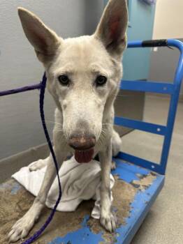 MAXINE -  German Shepherd Dog Dog for Adoption in Las Vegas, Nevada - MAXINE | PetCurious