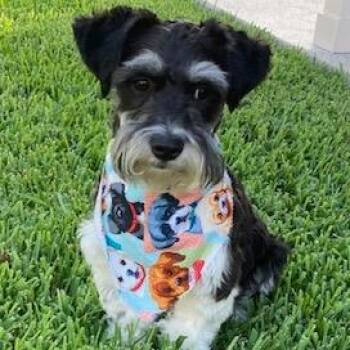 Ramzy -  Schnauzer and Miniature Poodle Dog for Adoption in Houston, Texas - Ramzy | PetCurious