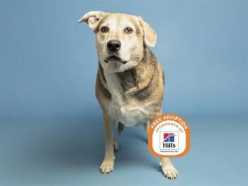 GRACE -  German Shepherd Dog Dog for Adoption in Phoenix, Arizona - GRACE | PetCurious