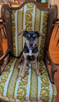 Espresso (26-114 D) -  Mixed Breed Dog for Adoption in Lansing, Michigan - Espresso (26-114 D) | PetCurious