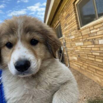 DJ -  Anatolian Shepherd and Mixed Breed Dog for Adoption in Stilwell, Oklahoma - DJ | PetCurious