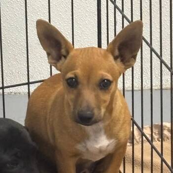 Chihuahua Dogs Available for Adoption in Casa Grande, Arizona - Daphne | PetCurious
