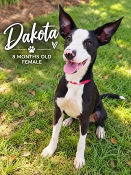 Dakota -  Mixed Breed Dog for Adoption in Kingsland, Georgia - Dakota | PetCurious
