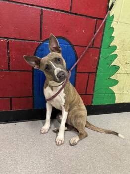 Rescue Pit Bull Terrier Dogs for Adoption in Indianapolis, Indiana - STEPHANIE | PetCurious