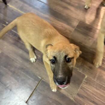 German Shepherd Dog and Mixed Breed Dogs Available for Adoption - Venus | PetCurious