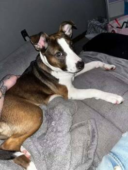 Niya -  Husky and Pit Bull Terrier Dog for Adoption in Philippi, West Virginia - Niya | PetCurious