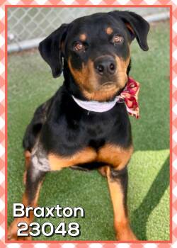BRAXTON -  Rottweiler Dog for Adoption in Marietta, Georgia - BRAXTON | PetCurious