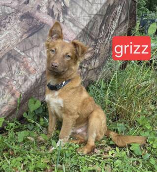 Grizz -  Spaniel Dog for Adoption in Fort Worth, Texas - Grizz | PetCurious