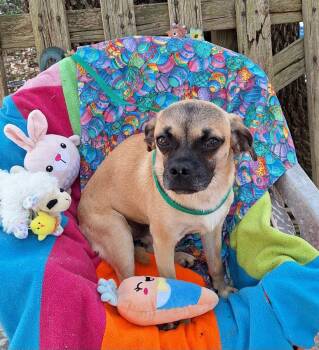 Pug and Rat Terrier Dogs Available for Adoption in Missouri City, Texas - Valente BR14281-T | PetCurious