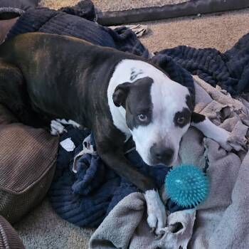 Anya -  Pit Bull Terrier Dog Available for Adoption in Reno, Nevada - Anya | PetCurious