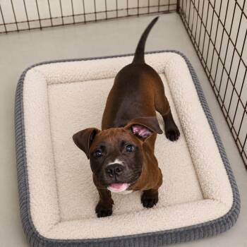 Count Chocula -  Boxer Dog for Adoption in Momence, Illinois - Count Chocula | PetCurious