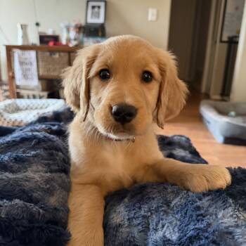 Golden Retriever Dogs Available for Adoption - Rosie | PetCurious