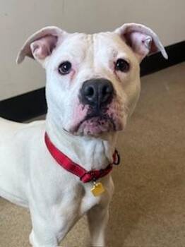 Pit Bull Terrier Dogs Available for Adoption in Cleveland, Ohio - Shea | PetCurious