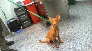 A1268932 -  Mixed Breed Dog for Adoption in Charlotte, North Carolina - A1268932 | PetCurious