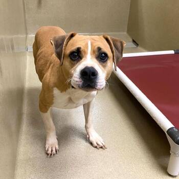 Rescue Pit Bull Terrier Dogs for Adoption in Monroe, Georgia - Cooper #21279 | PetCurious