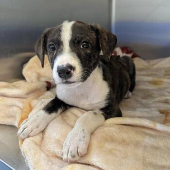 Owala -  Terrier Dog for Adoption in Beaumont, Texas - Owala | PetCurious